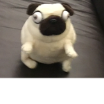 Funny pug