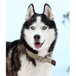 Husky Nation