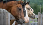 Horse valley group <3