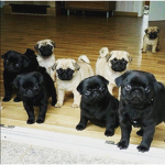 Pug king forever