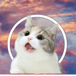 Gatos kawa!!