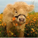 Cow nwn