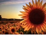 /...Sunflower.../