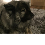 DadofRuppie