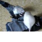 RatsSupportRats