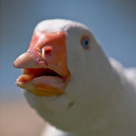 The TRIGGERED Ducks