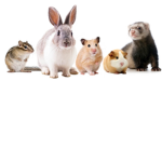 Animal fan’s