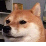 Kesito_doge