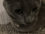 cats make our lives better