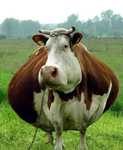 BIG BACK IS COOL