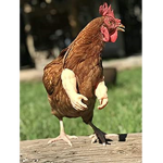 wings chicken