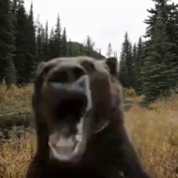 bears and hives tycoon