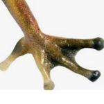 The frog toes