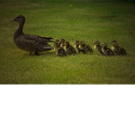 The best duck's!