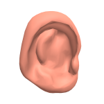 Average Sized Ears