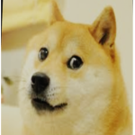 Coin's Doge home