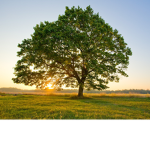 Tree friends
