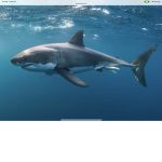 Pk shark fans
