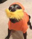 Stupid squirrels (T_T)