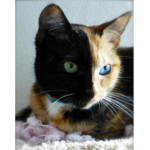 CAT CLUB! (FOR CAT PEOPLE ONLY!)
