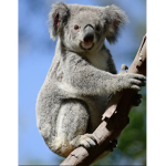 Crazy koala group