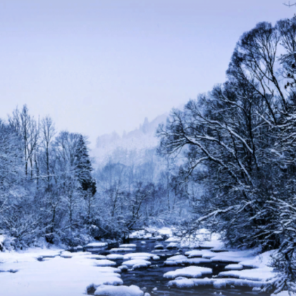 Frozen River Forest
