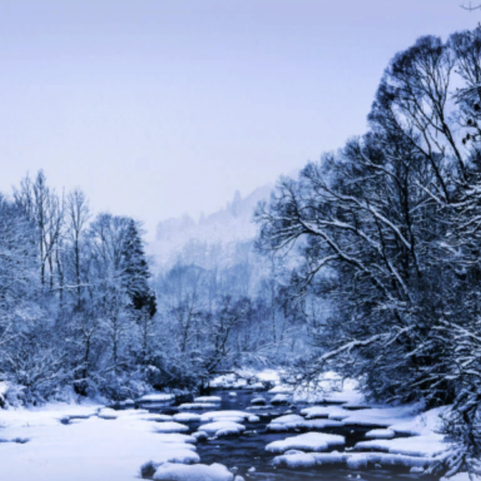 Frozen River Forest