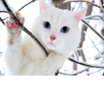 Cool and Creative Cats