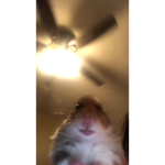 the beady eyed hamsters