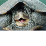 Turtle squad 101