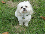 Shih-tzu and or Yorkie lovers