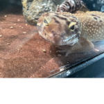 Leapord gecko care