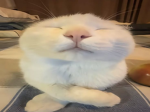 Bella's Bunny stars