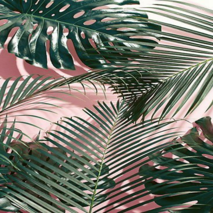pink wall w leaves Roblox decal
