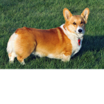 corgis and pugs
