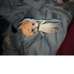krupnordevil