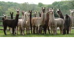 the awsome pals