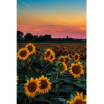 Sunflower_xhunt