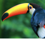 Toco Toucan Squad