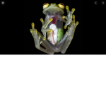 frog club yes