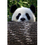 Roblox panda boy