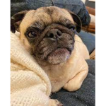 Cool Pugs Only