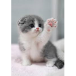 Kitty Squad! -3-