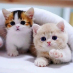 Henlo doves