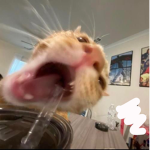 konaa