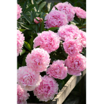 Jaded roses<3