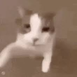 Lorto