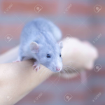 Diamond Rats United
