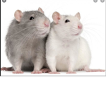 Le Rats u-u