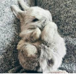 bun and bun group